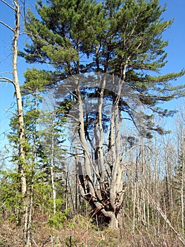 White pine in Quebec. Canada, north America. photo