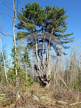 White pine in Quebec. Canada, north America. photo