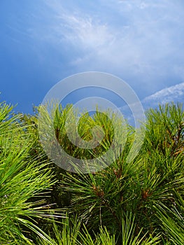 White Pine soft green needles against blue summer sky