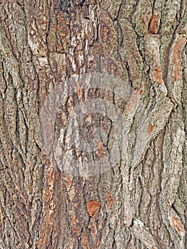 White pine tree bark, Pinus strobus photo