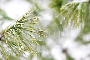 White Pine Tree Covered in Ice Droplets