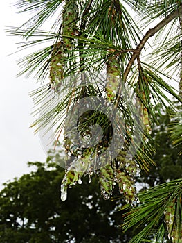 White Pine Tree sap flows down pinecone laden branches photo