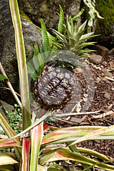 White Pineapple Hawaii Life Sweet Favorite Growing in Non-Native Section of Limahuli Gardens