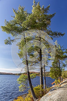 White Pines on a Rocky Lake Shoreline - Ontario, Canada