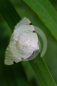 White-pinion Spotted moth - Lomographa bimaculata