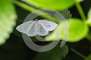 White-pinion spottedLomographa bimaculata