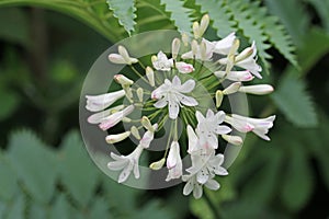 White and pink African lily flowers