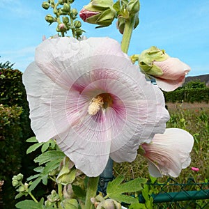 A white-pink Alcea rosea against a blue sky.