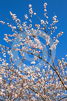 White and pink almond tree blossom against the blue sky for spring background. Istanbul, Turkey