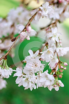 White and pink almond tree blossom for spring background. Istanbul, Turkey