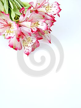 White and Pink Alstroemeria flowers photo