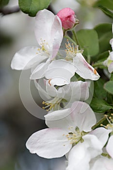 White and pink apple blossoms