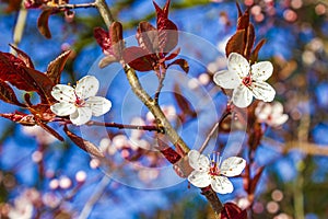 White pink apple tree blossoms cherry tree blossoms in spring