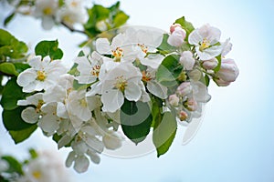 White and pink apple tree blossoms in sky background