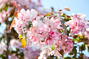 White pink apple tree flowers, spring blossom of fruit garden, blooming branches with beautiful colorful petals, floral