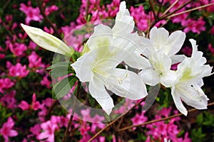 White and pink azaleas in bloom