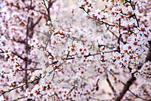 White and pink background of blooming almond