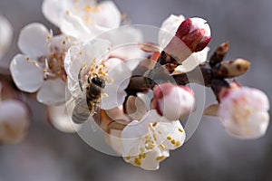 White, pink beautiful spring flowers on tree blooming in spring. Selective focus. High quality photo. Spring primrose. Apple trees