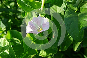 White-pink bindweed close-up in green foliage. A flower growing in a village garden.