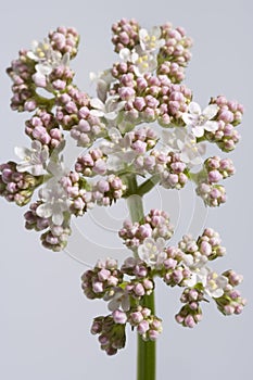 White And Pink Blooming Allheal Valerian