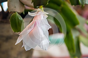 White-pink blooming Christmas cactus Schlumbergera in flower pot