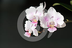 White pink blooming orchid of genus phalaenopsis with dark background