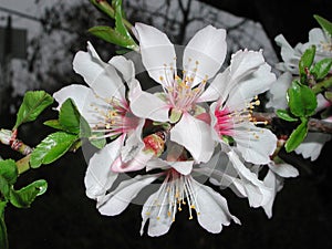 White and pink blossom of Prunus dulcis