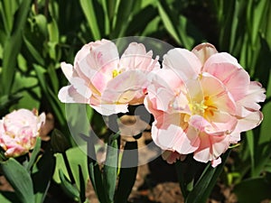 White-pink blossom tupip flowers in the spring garden