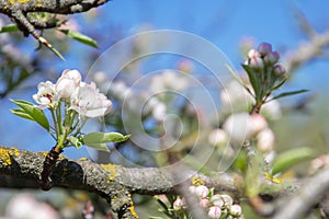 White and pink blossoms on Apple tree branches on against the blue sky