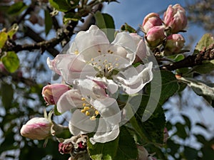 White and pink buds and blossoms of apple tree flowering in an orchard in spring. Branches full with flowers with open and closed
