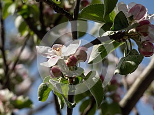 White and pink buds and blossoms of apple tree flowering in an orchard in spring. Branches full with flowers with open and closed