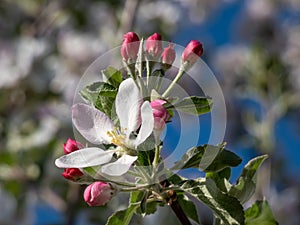 White and pink buds and blossoms of apple tree flowering in an orchard in spring. Branches full with flowers with open and closed