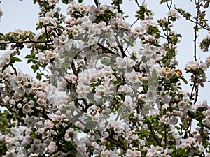 White and pink buds and blossoms of apple tree flowering in an orchard in spring