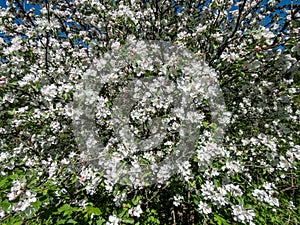 White and pink buds and blossoms of apple tree flowering in on orchard in spring. Branches full with flowers with open petals.