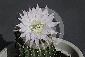 White and Pink Cactus Flower on an Ugly Plant