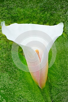 White pink calla lily flower