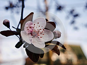 White or pink cherry blossoms 13