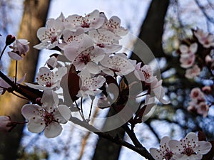 White or pink cherry blossoms 14