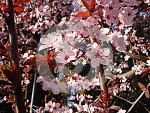 White or pink cherry blossoms 20
