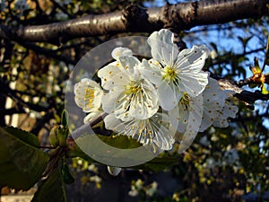 White or pink cherry blossoms 27