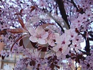 White or pink cherry blossoms 30