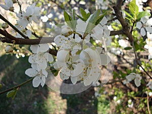 White or pink cherry blossoms 43