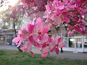 White or pink cherry blossoms 48