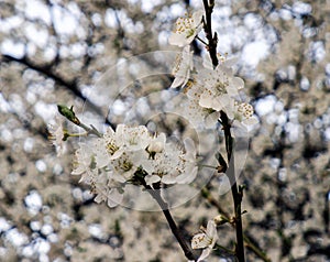 White or pink cherry blossoms 6