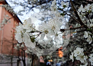 White or pink cherry blossoms 8