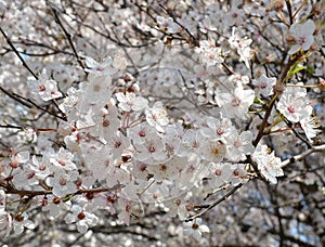 White-pink cherry flowers on  a branch of a blossoming cherry tree