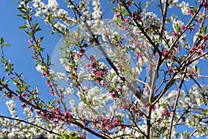 White pink cherry tree