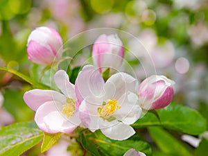 White and pink cherry tree bloom with green bokeh background. Spring theme