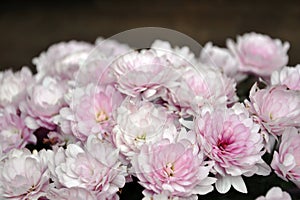 White pink chrysanthemum flowers