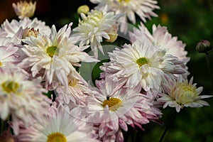 white and pink chrysanthemums on a blurry background close-up. Beautiful bright chrysanthemums bloom in autumn in the garden.